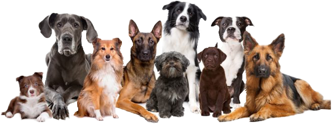 chiens